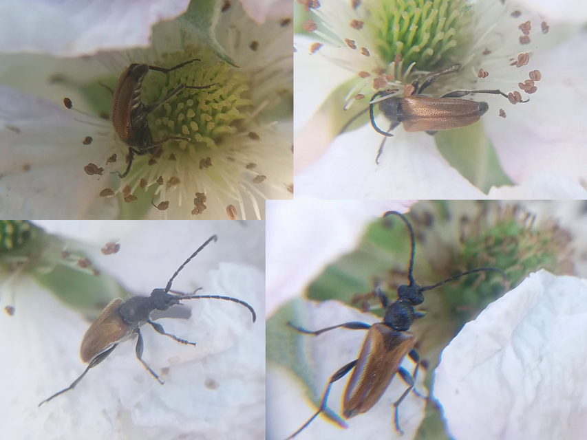 Pseudovadonia livida - barnás virágcincér