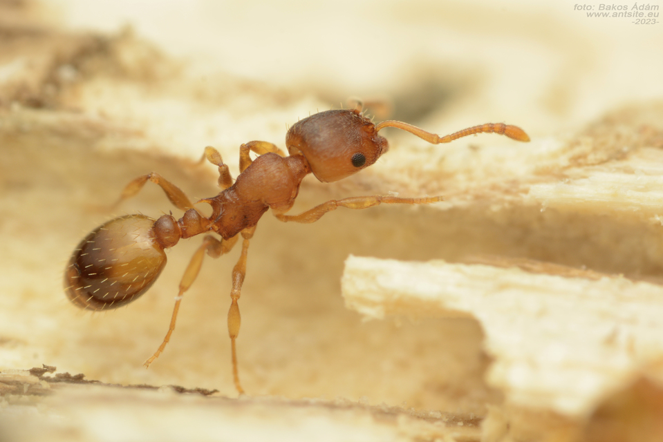 Temnothorax crassispinus - gubacslakó kéreghangya
