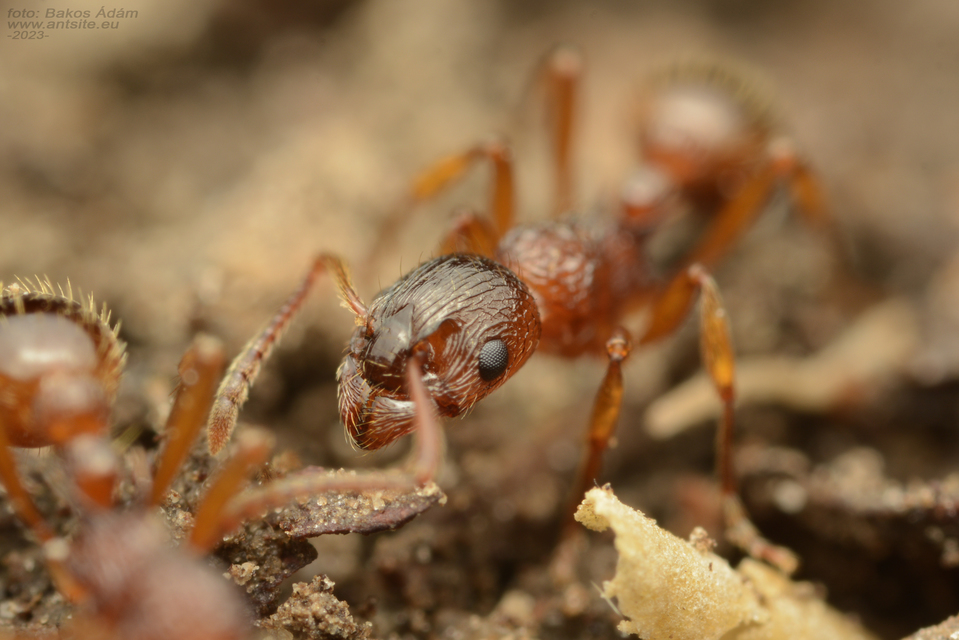 Myrmica ruginodis - erdei bütyköshangya