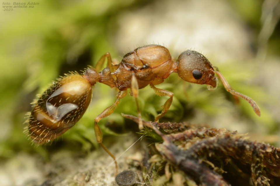 Temnothorax crassispinus - gubacslakó kéreghangya