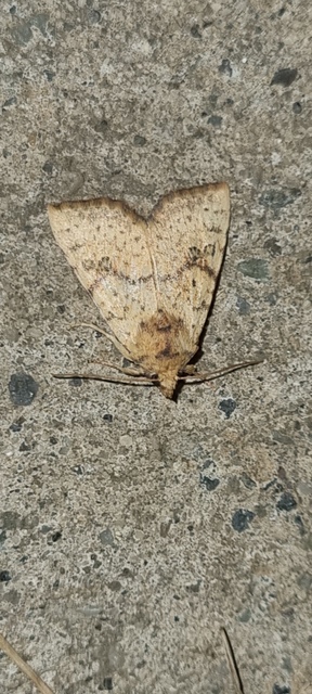 Tiliacea sulphurago - kénes sárgabagoly