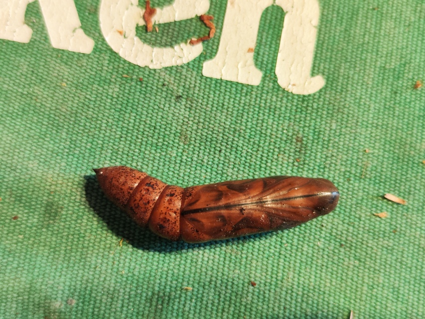 Daphnis nerii - oleanderszender