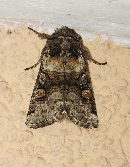 Cleoceris scoriacea - szürke liliombagoly