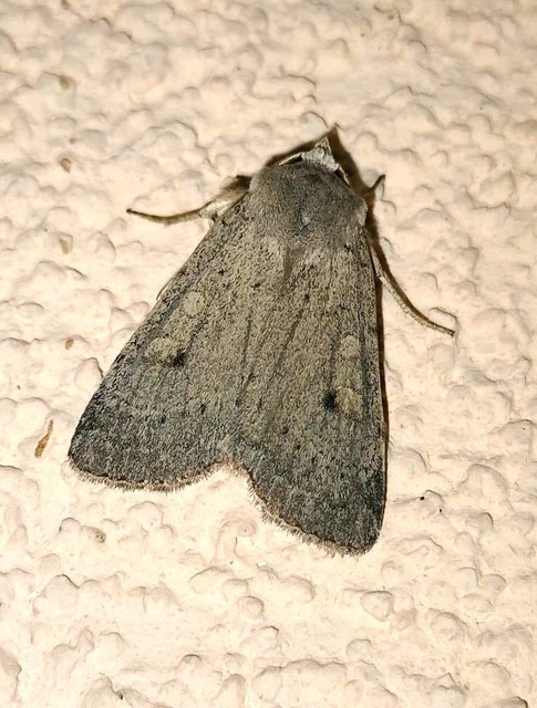 Xestia castanea michaeli - csarabos fűbagoly
