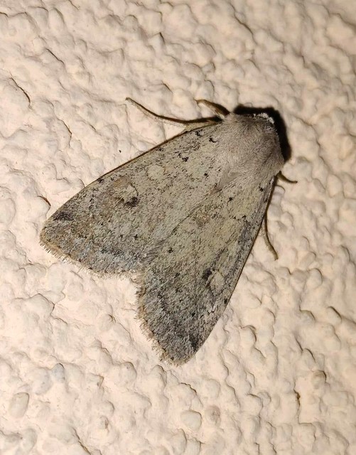 Xestia castanea michaeli - csarabos fűbagoly