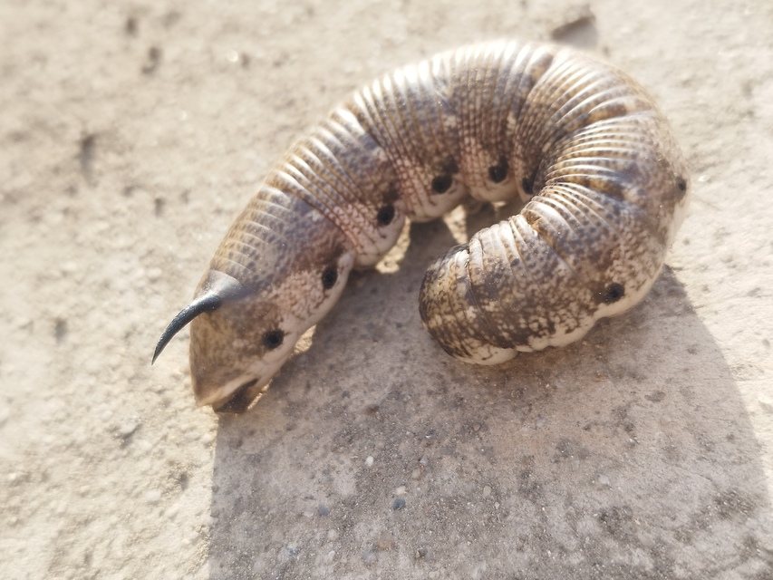 Agrius convolvuli - szulákszender