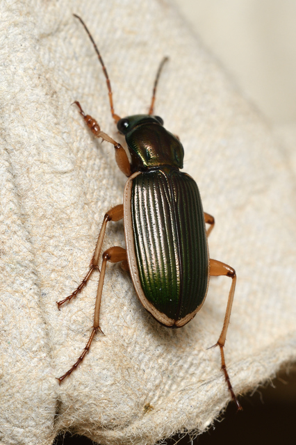 Chlaenius spoliatus - csupasz bűzfutó