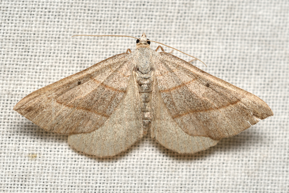 Scotopteryx mucronata/luridata/ignorata