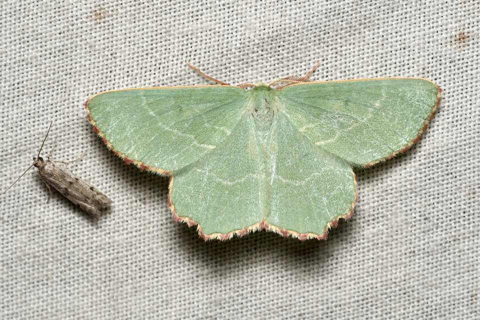Thalera fimbrialis - csipkésszélű zöldaraszoló