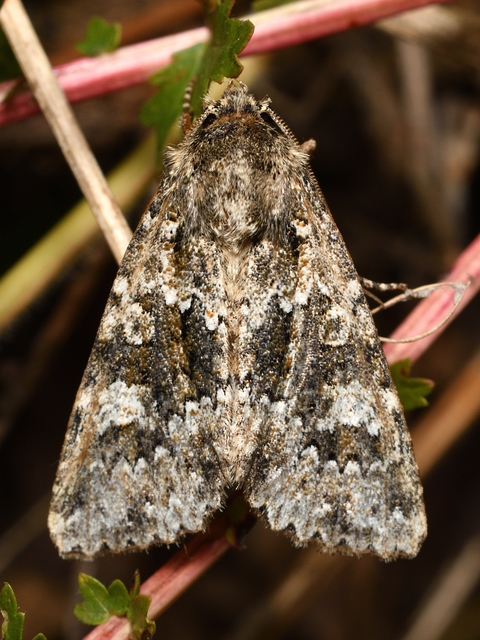 Polymixis polymita - kankalin-tarkabagoly