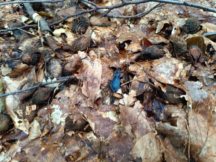 Carabus intricatus - kék laposfutrinka