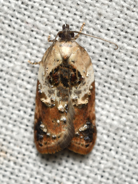 Acleris variegana - tarka levélmoly