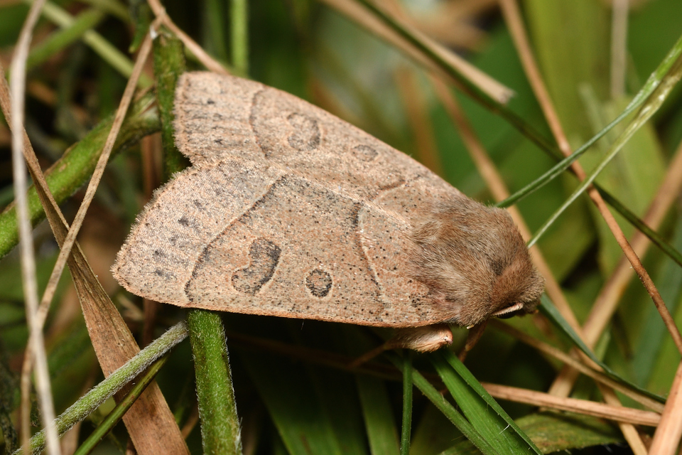 Mesogona acetosellae - madársóskabagoly