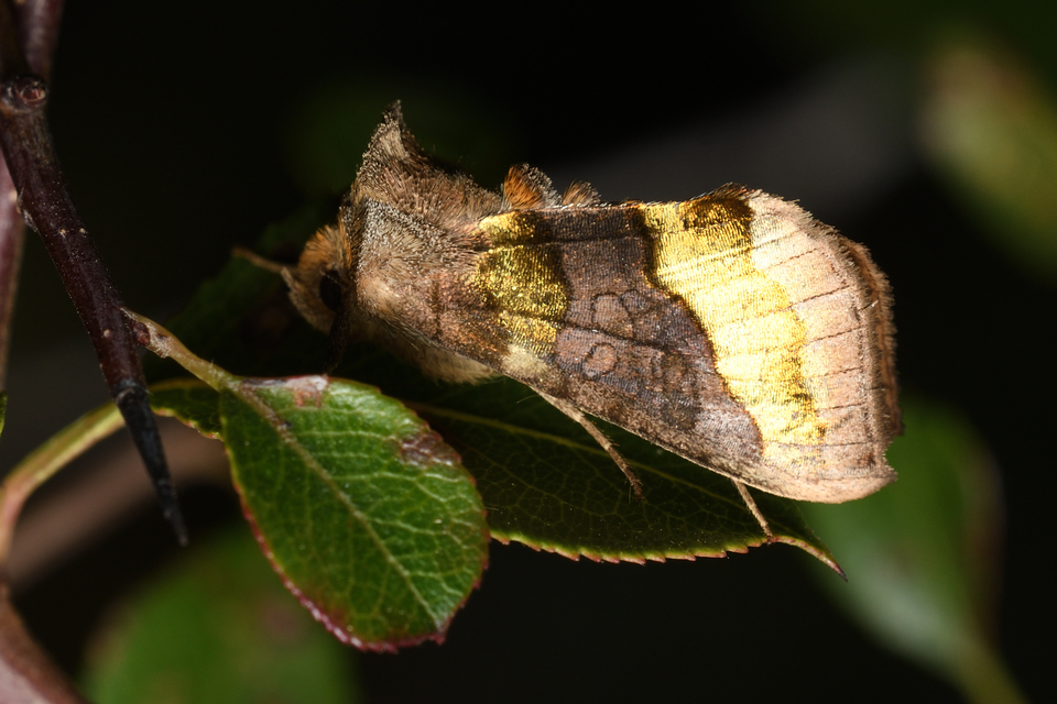 Diachrysia chrysitis - aranybagoly