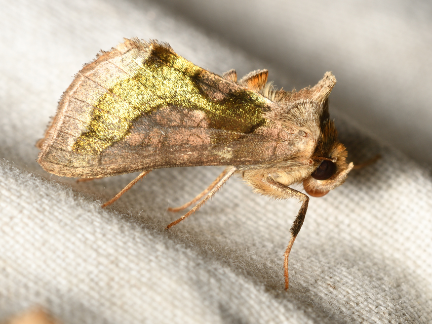 Diachrysia stenochrysis - rejtőző aranybagoly