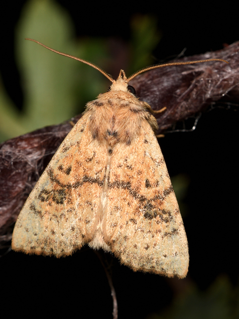 Tiliacea sulphurago - kénes sárgabagoly