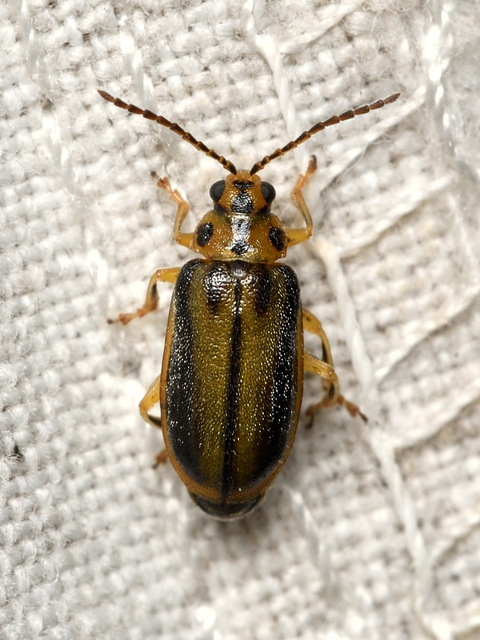 Xanthogalerucella luteola - szilfa-olajosbogár