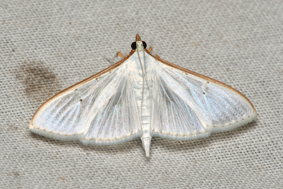 Palpita vitrealis - hófehér tűzmoly
