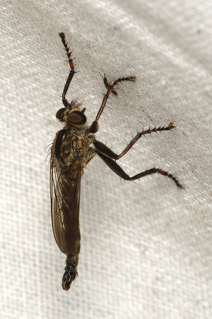 Tolmerus atricapillus