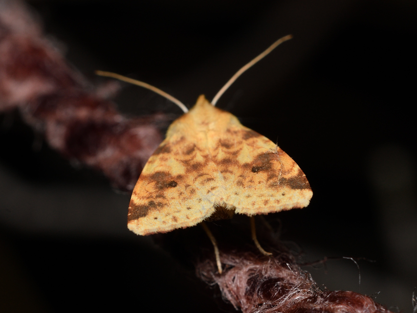 Cirrhia icteritia - nyárfa-sárgabagoly