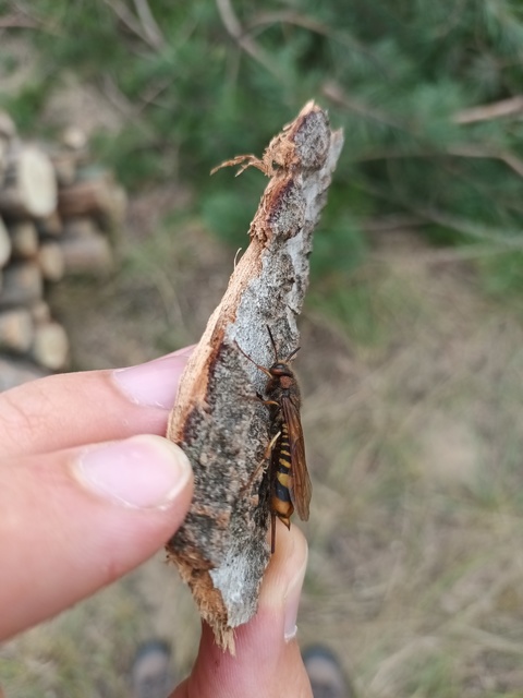 Tremex fuscicornis - sárgagyűrűs fadarázs