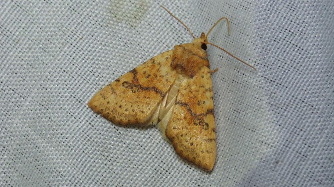 Tiliacea sulphurago - kénes sárgabagoly
