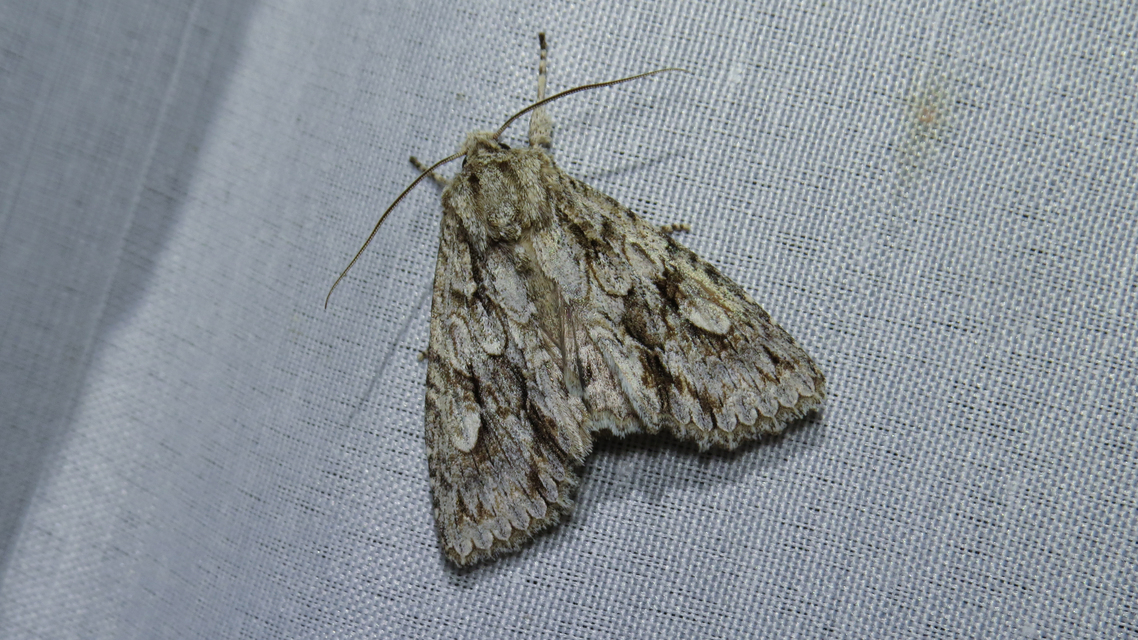 Meganephria bimaculosa - kétfoltos szilbagoly