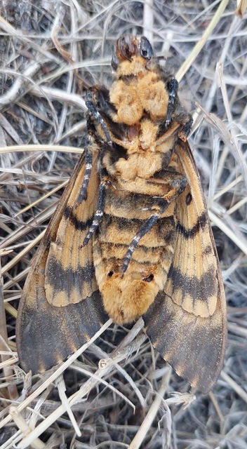 Acherontia atropos - halálfejes lepke