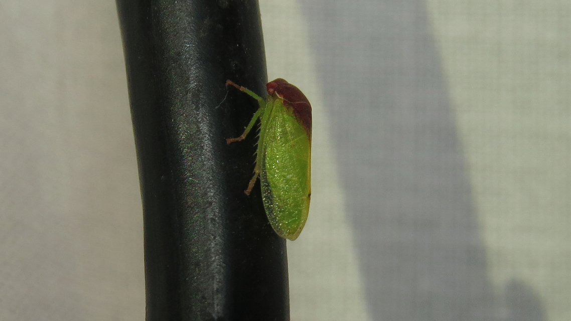 Iassus