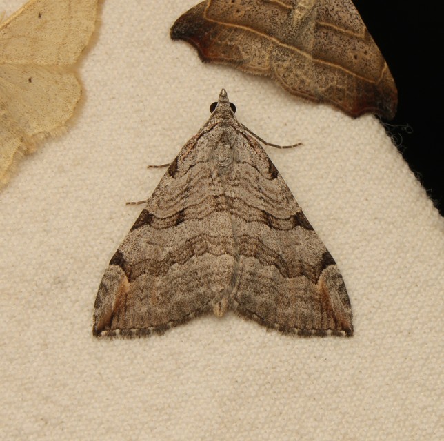 Aplocera efformata/plagiata