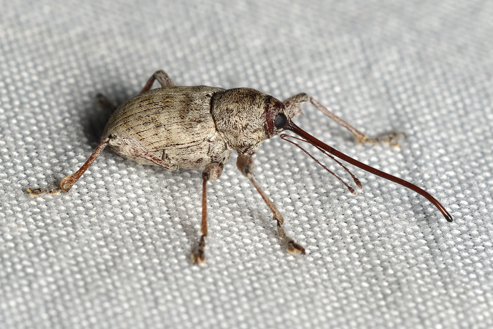 Curculio elephas - gesztenyezsuzsóka