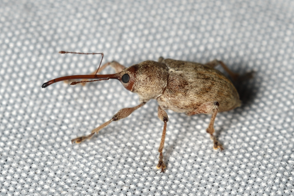 Curculio elephas - gesztenyezsuzsóka