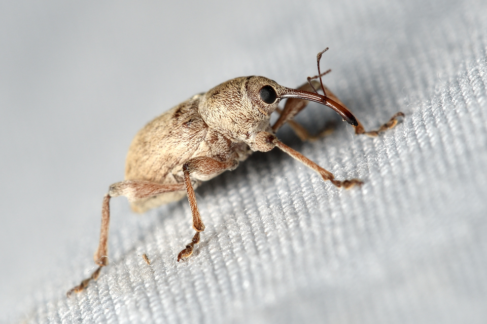 Curculio propinquus - halvány zsuzsóka