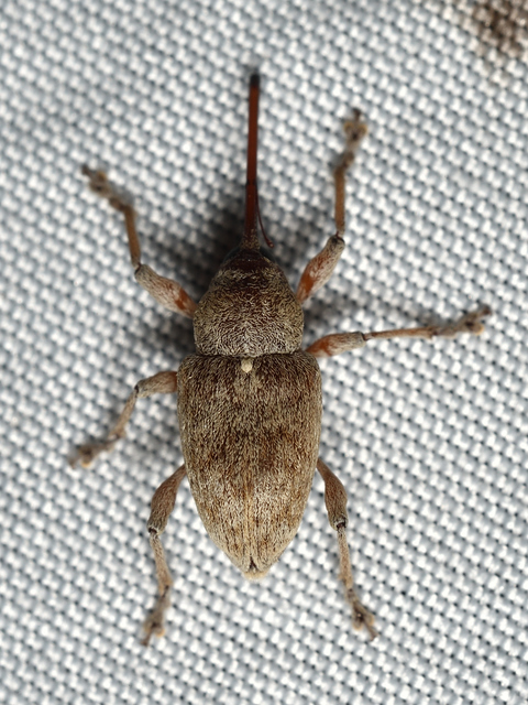 Curculio elephas - gesztenyezsuzsóka