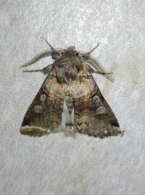 Cleoceris scoriacea - szürke liliombagoly