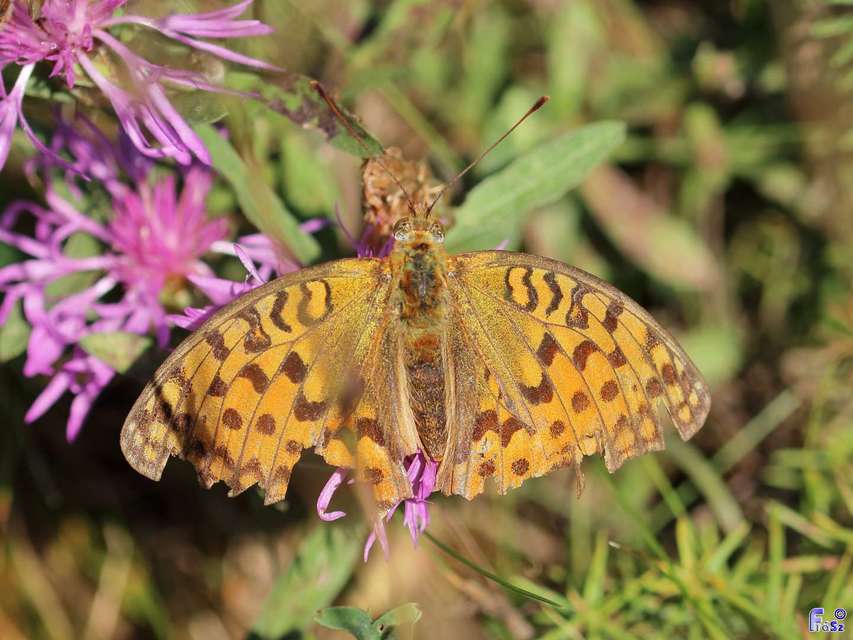 Argynnis adippe - ezüstös gyöngyházlepke