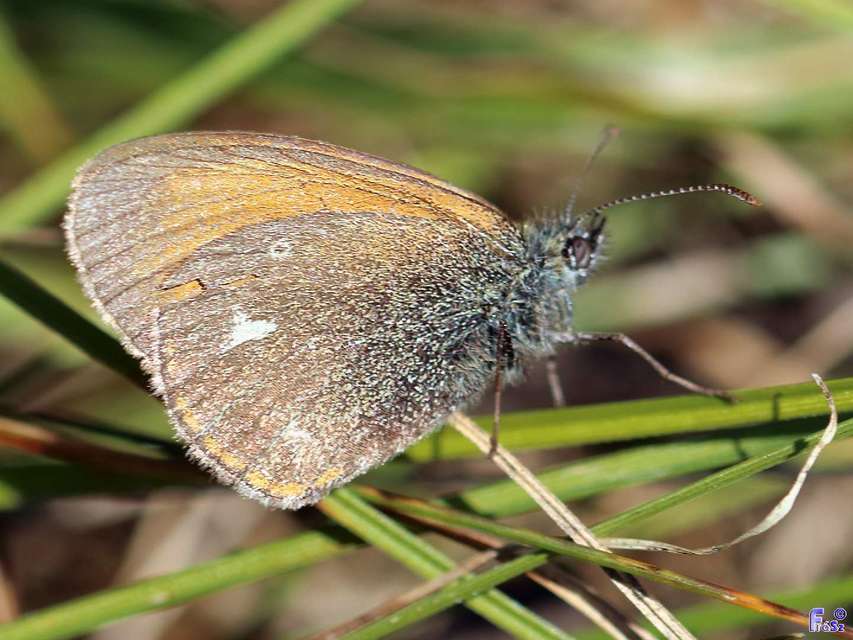 Coenonympha glycerion - közönséges szénalepke