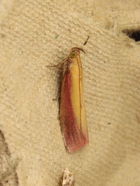 Oncocera semirubella - lucernamoly