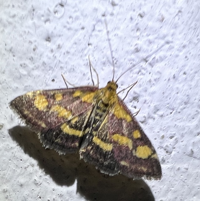 Pyrausta purpuralis - közönséges bíbormoly