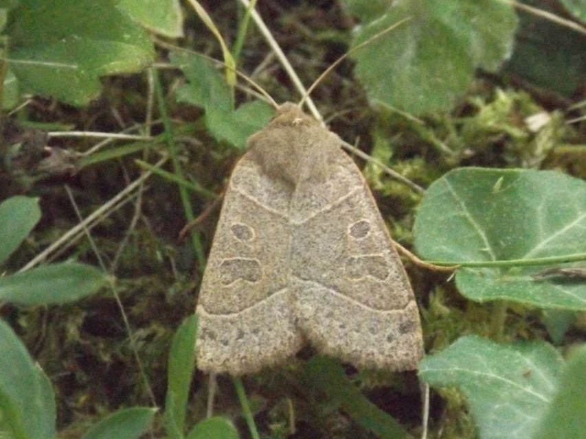 Mesogona acetosellae - madársóskabagoly