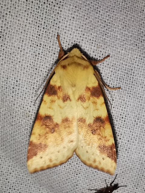 Cirrhia icteritia - nyárfa-sárgabagoly