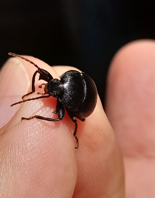 Accanthopus velikensis