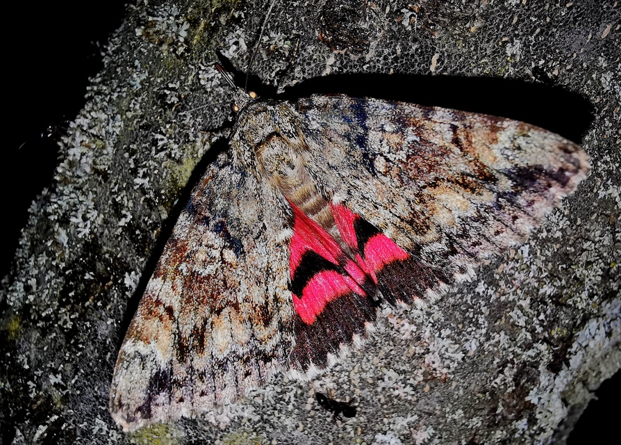 Catocala sponsa - tölgyfa-övesbagoly