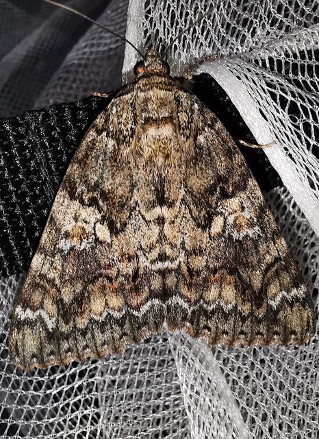 Catocala sponsa - tölgyfa-övesbagoly