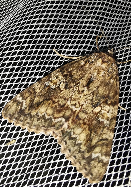 Catocala sponsa - tölgyfa-övesbagoly