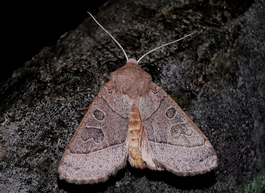 Mesogona acetosellae - madársóskabagoly