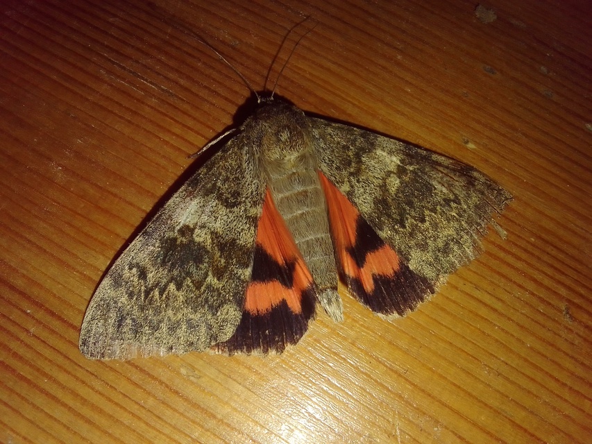 Catocala elocata - közönséges övesbagoly