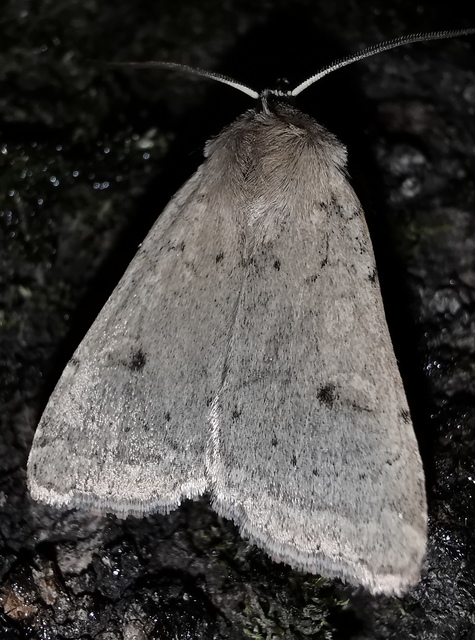 Xestia castanea michaeli - csarabos fűbagoly