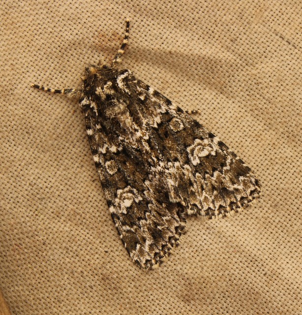 Polymixis polymita - kankalin-tarkabagoly