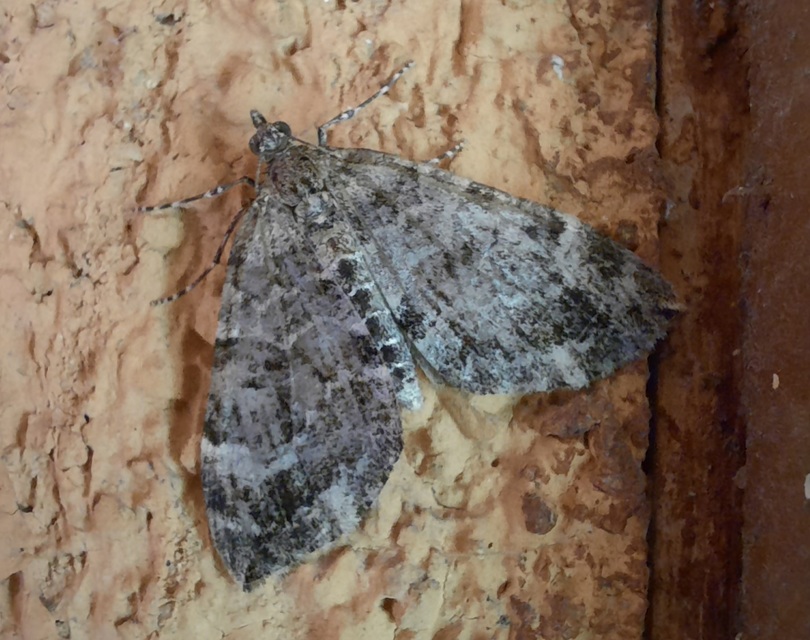 Thera variata/britannica
